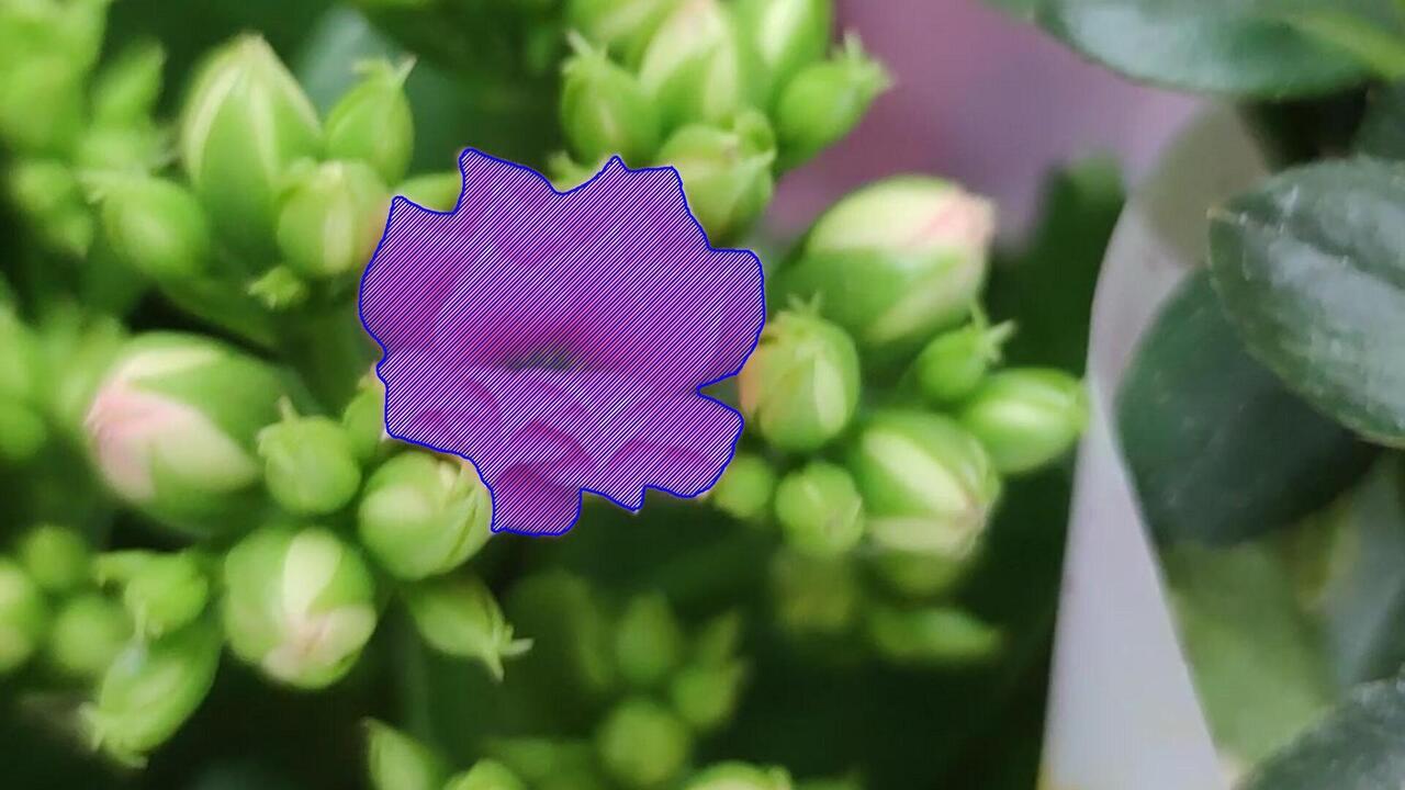 Pink and red kalanchoe flower