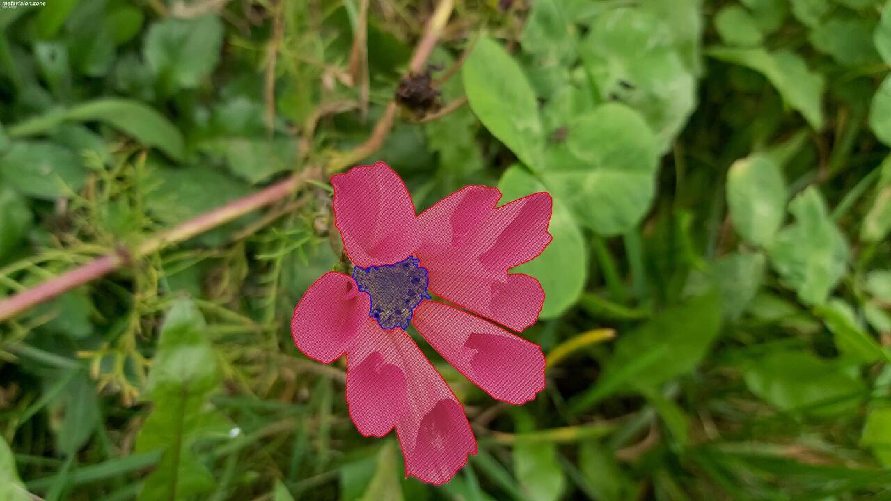 Dahlia merckii specific shape