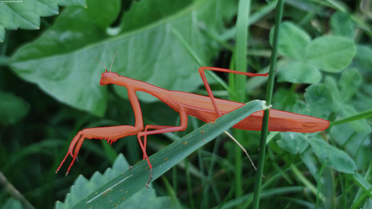 Yellow european mantis (Mantis religiosa)
