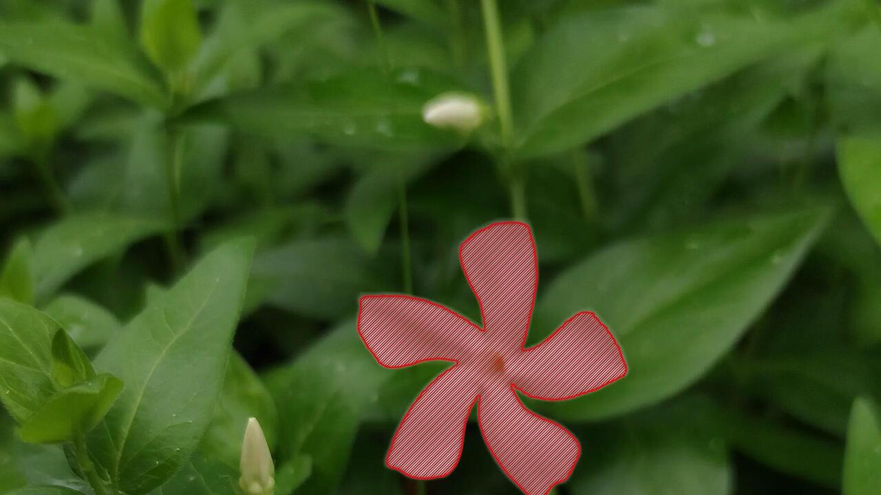Vinca flower