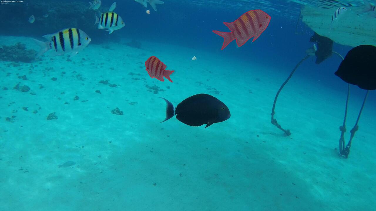 Egyptian Red sea sergeant major fish