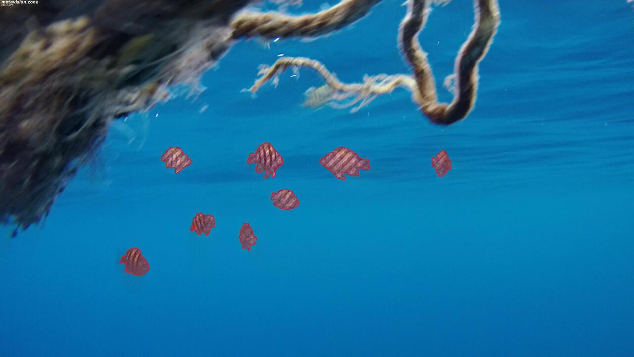 Red sea sergeant major fish