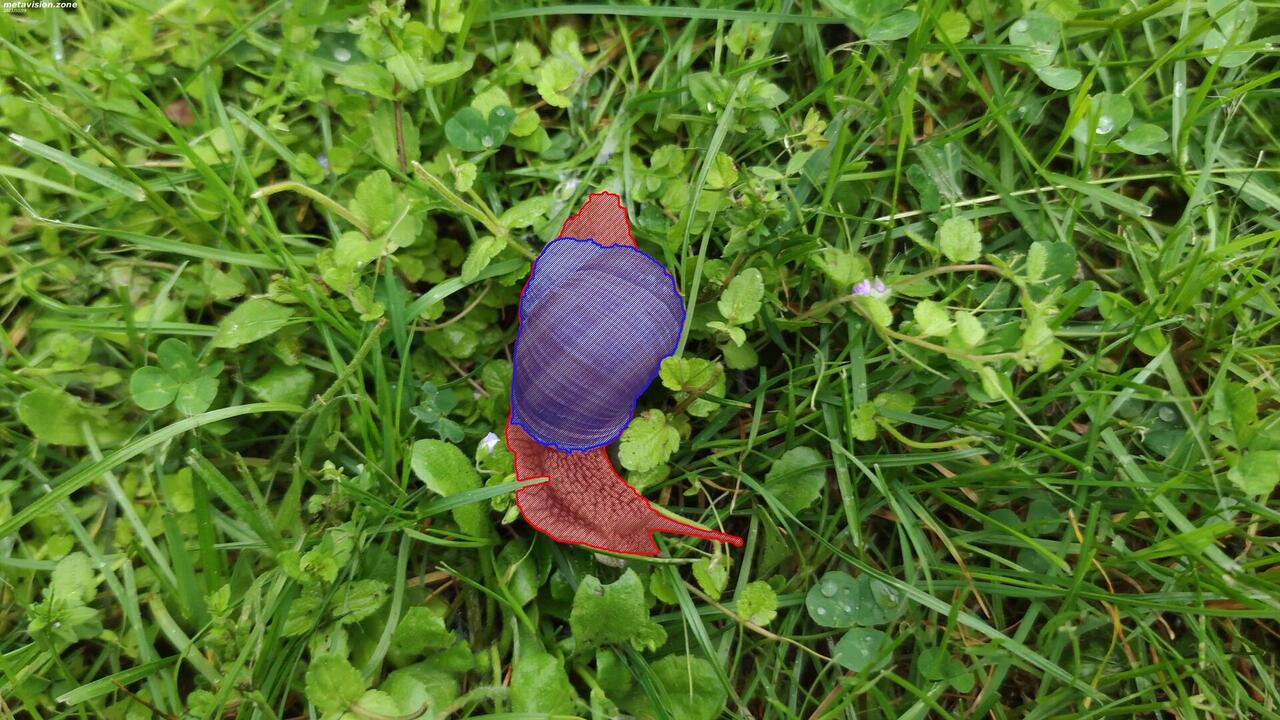 Land snail